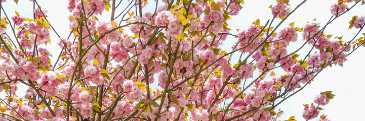 Vibrant pink cherry blossoms in full bloom against a bright sky, symbolizing spring and Hanami...