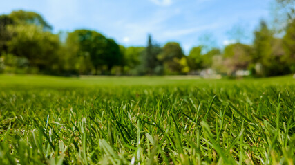 Low-angle view of vibrant green grass in a sunny park, ideal for concepts related to spring, Earth Day, or outdoor leisure activities
