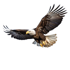Fototapeta premium bald eagle in flight isolated on a transparent background