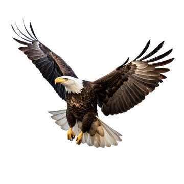 recommend clip art: bald eagle in flight isolated on a transparent background