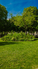 Lush green urban park on a clear day, perfect for Arbor Day promotions or springtime environmental awareness campaigns