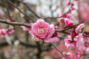 Plum blossoms at Osaka Castle, Osaka, Japan