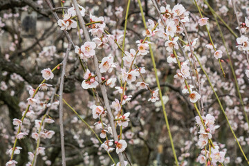 Plum blossoms at Osaka Castle, Osaka, Japan