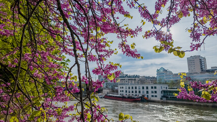 Spring blossoms frame a serene river scene, suggesting concepts of rebirth and Earth Day, ideal for...