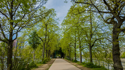Serene tree-lined walkway beside a river in springtime, ideal for Earth Day themes and nature-related concepts