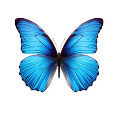 beautiful blue butterfly isolated on a transparent background 