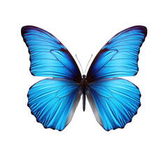 Fototapeta premium beautiful blue butterfly isolated on a transparent background 