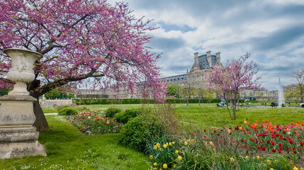 Blossoming pink trees and colorful tulips in spring at a historic European garden with a classical...