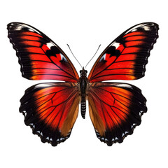 beautiful butterfly isolated on a transparent background 