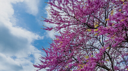 Vibrant pink cherry blossoms against a blue sky with fluffy clouds, capturing the essence of springtime and Hanami festival celebrations