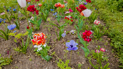 Vibrant spring garden with colorful tulips and mixed flowers, ideal for Easter and Mother's Day...