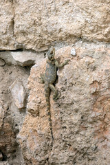 Roughtail Rock Agama lizard (lat.- Stellagama stellio)