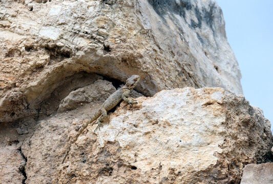 Roughtail Rock Agama lizard (lat.- Stellagama stellio)