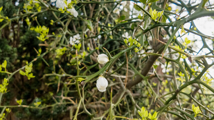Obraz premium Close-up of white spring blossoms on a blurred natural background, ideal for themes of renewal, Easter, and environmental conservation