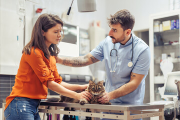 Cat's Veterinary Check-up