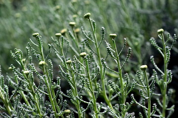 Knospen am Heiligenkraut im Frühling