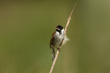 Portrait of a common reed bunting calling