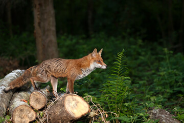 Portrait of a red fox standing on tree logs in a forest