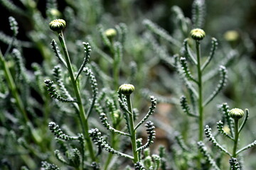 Knospen am Heiligenkraut im Frühling
