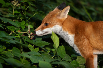 Portrait of a red fox cub eating blackberries in a forest