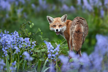 Naklejka premium Portrait of a red fox amongst bluebells in spring