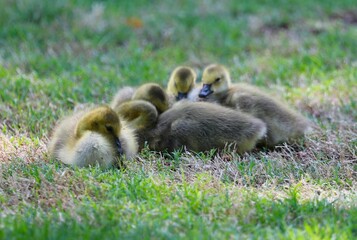 Canadian Goslings at Theta Lake on the Oklahoma State University Campus in Stillwater