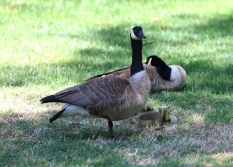 A Pair of Canadian Geese Watching Over Their Goslings Near Theta Lake on the Oklahoma State University Campus in Stillwater