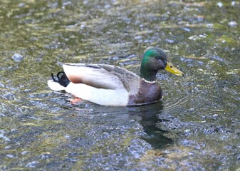 A Mallard Duck Swimming in Theta Pond on the Campus of Oklahoma State University in Stillwater