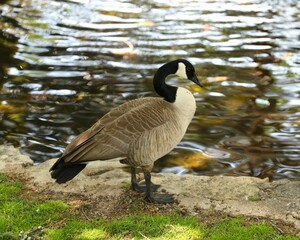 A Canadian Goose at the Edge of Theta Pond on the Campus of Oklahoma State University in Stillwater