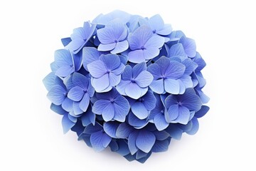 A bouquet of blue flowers with a white background