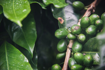 Coffee branch with green coffee berries in a plantation