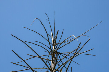 The branches of a dry tree against a blue sky background