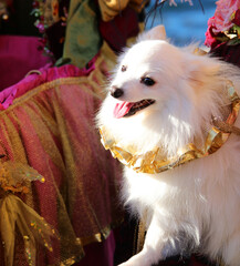 Pomeranian breed dog puppy with an adorned collar during carnival