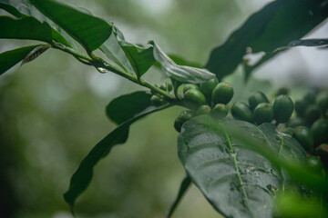 Green berries surrounded by leafs with a blurred forest