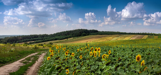 sunflower field and dirt road in summer, beautiful panoramic view with sky