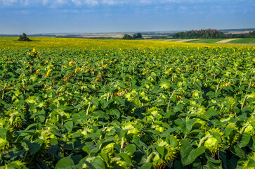 A field with wilted, bent sunflower heads. Almost ready for harvesting, ripening