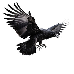 Obraz premium Black crow flying on a transparent background
