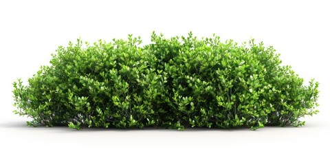 branched green park low bush isolated with a white background