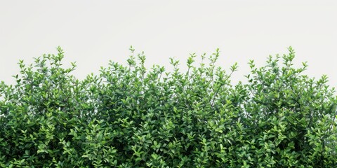 branched green park low bush isolated with a white background