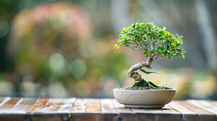 japanese bonsai plant