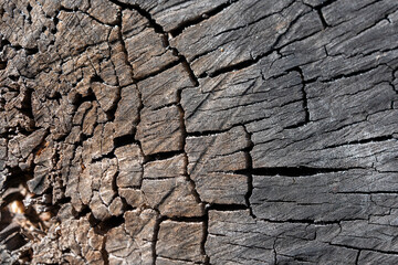 Textures with wood bark Macro
