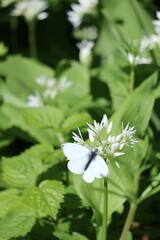 green-veined White on wild Garlic flowers