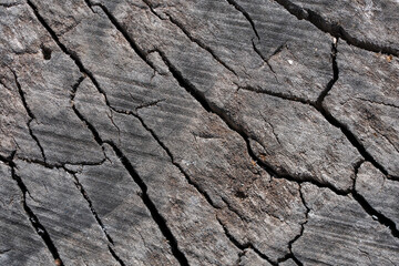 Textures with wood bark Macro