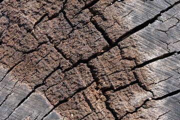 Textures with wood bark Macro