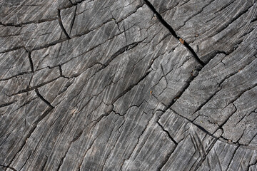 Fototapeta premium Textures with wood bark Macro