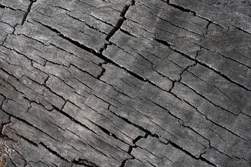 Fototapeta premium Textures with wood bark Macro