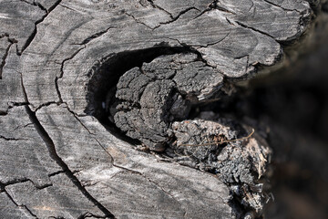 Textures with wood bark Macro