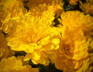 Yellow chrysanthemum flowers with rain drops