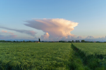 Green Field With Large Cloud in Sky