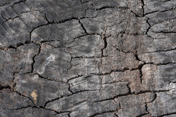 Textures with wood bark Macro